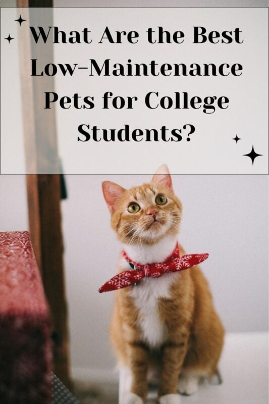 What Are the Best Low-Maintenance Pets for College Students?