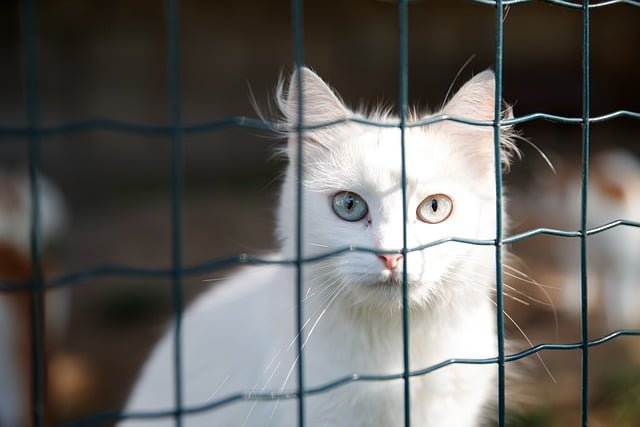 Electric Fences for Cat Safety