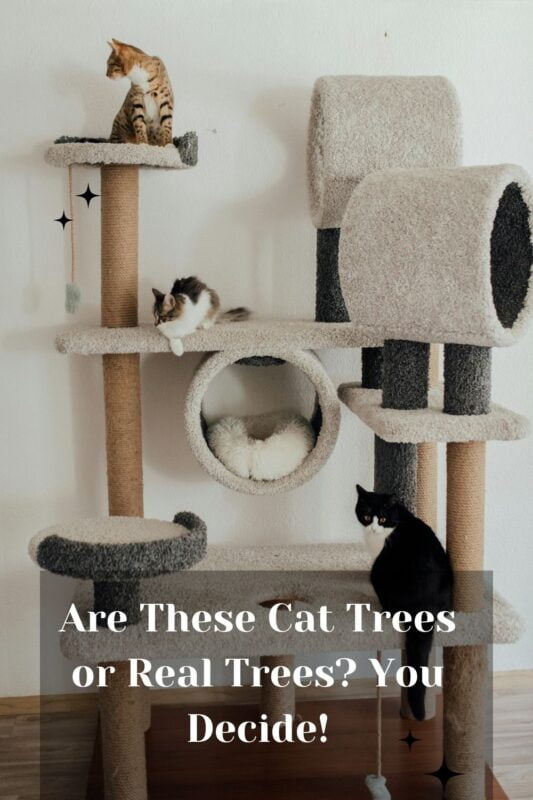 Are These Cat Trees or Real Trees? You Decide!