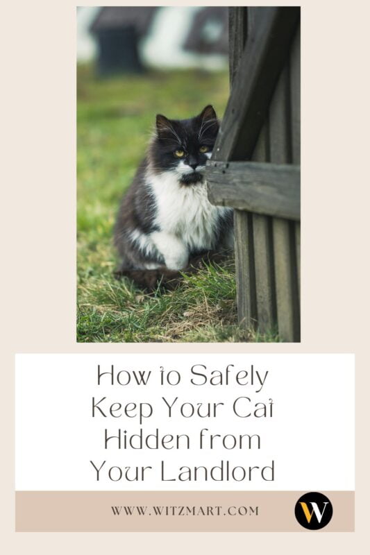 How to Safely Keep Your Cat Hidden from Your Landlord