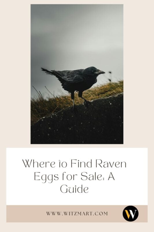 Where to Find Raven Eggs for Sale: A Guide