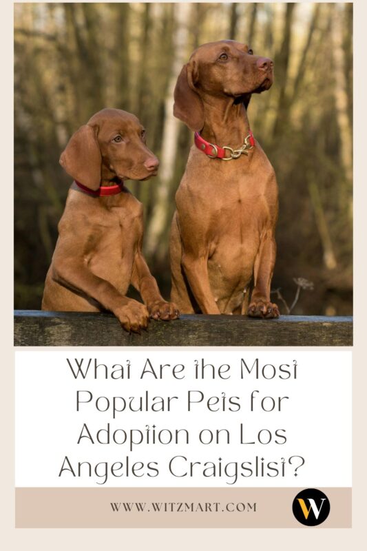 - What Are the Most Popular Pets for Adoption on Los Angeles Craigslist?