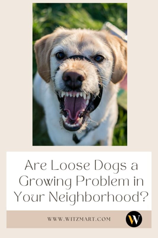 Are Loose Dogs a Growing Problem in Your Neighborhood?