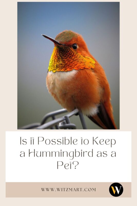 - Is it Possible to Keep a Hummingbird as a Pet?