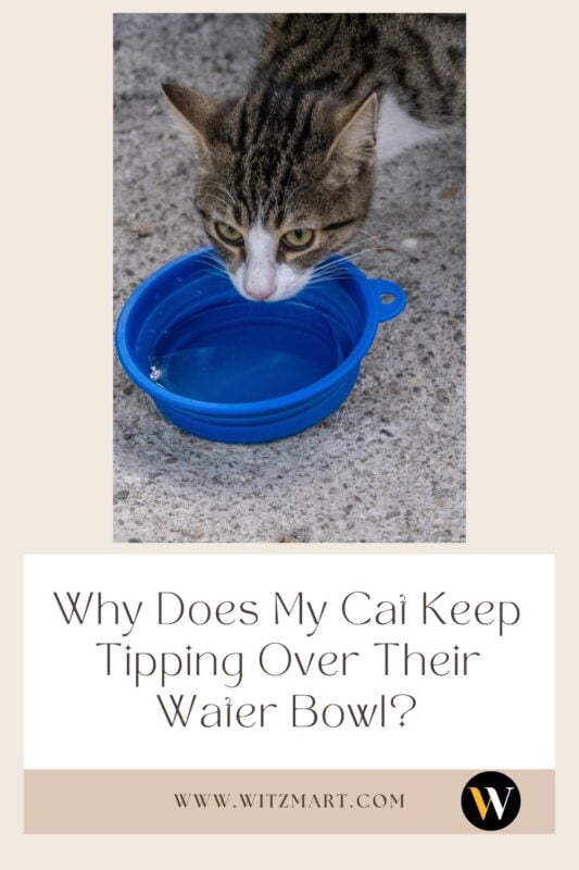 Why Does My Cat Keep Tipping Over Their Water Bowl?