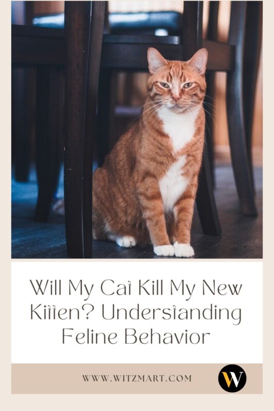 Will My Cat Kill My New Kitten? Understanding Feline Behavior