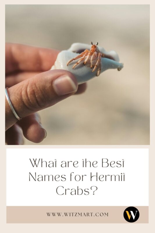 What are the Best Names for Hermit Crabs?