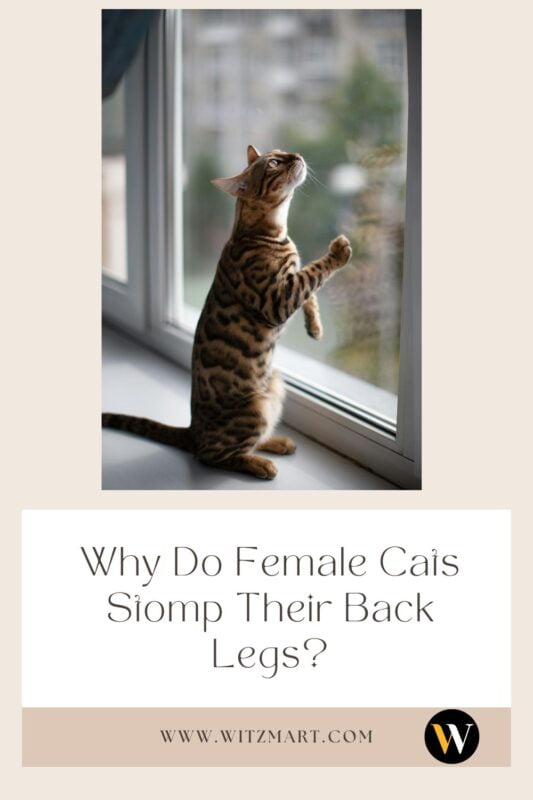 Why Do Female Cats Stomp Their Back Legs?