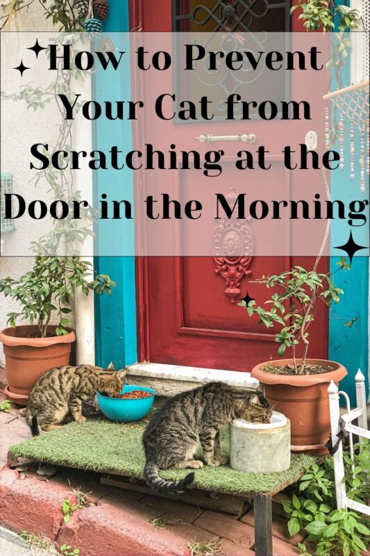 How to Prevent Your Cat from Scratching at the Door in the Morning