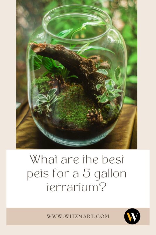 What are the best pets for a 5 gallon terrarium?