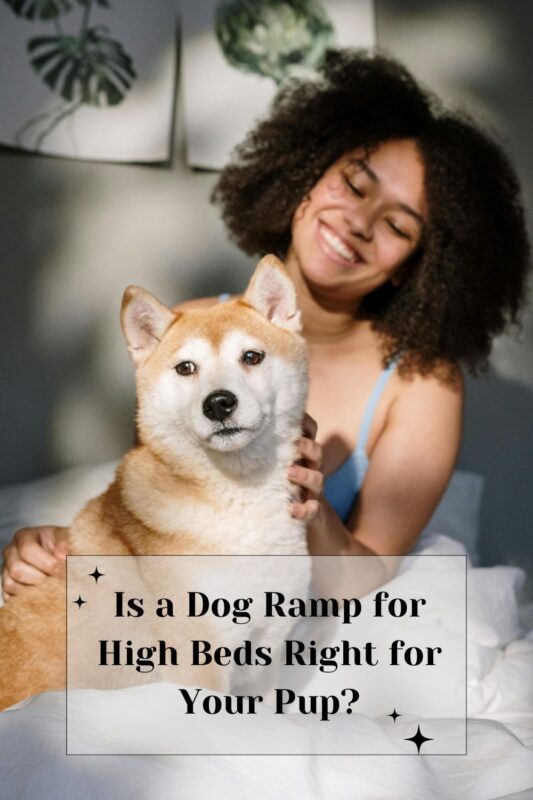 Is a Dog Ramp for High Beds Right for Your Pup?