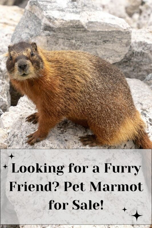 Looking for a Furry Friend? Pet Marmot for Sale!