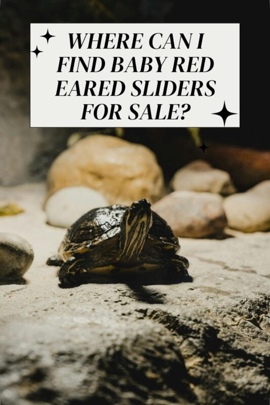 Where Can I Find Baby Red Eared Sliders for Sale?