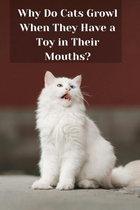 Why Do Cats Growl When They Have a Toy in Their Mouths?