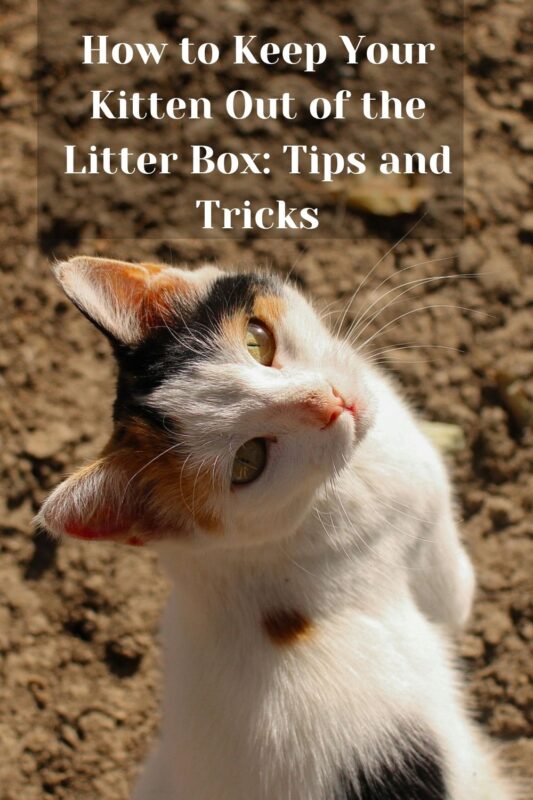 How to Keep Your Kitten Out of the Litter Box: Tips and Tricks