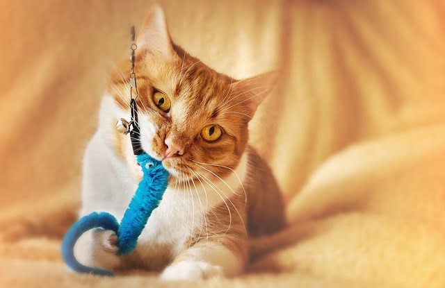 Why Do Cats Growl When They Have a Toy in Their Mouths?