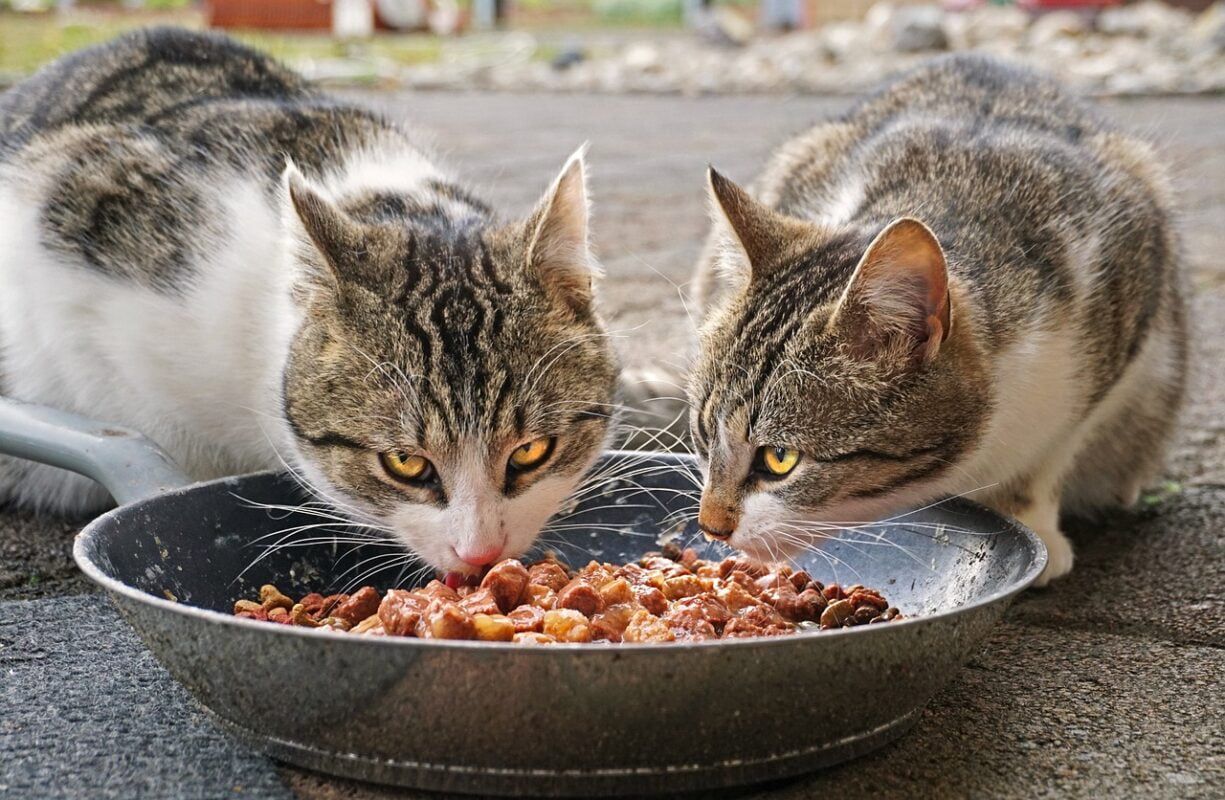 Can Cats Eat Sour Cream? A Vet's Perspective