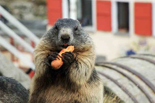 Looking for a Furry Friend? Pet Marmot for Sale!