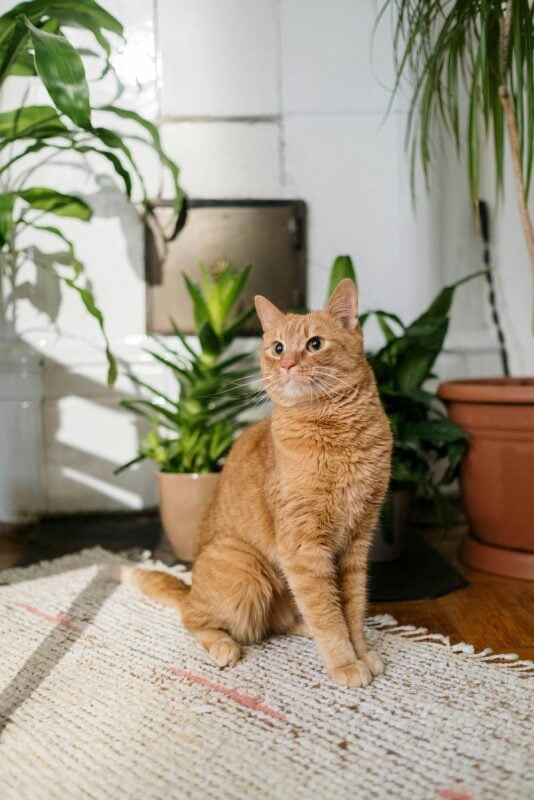 Why is My Cat Peeing on the Bathroom Rug?