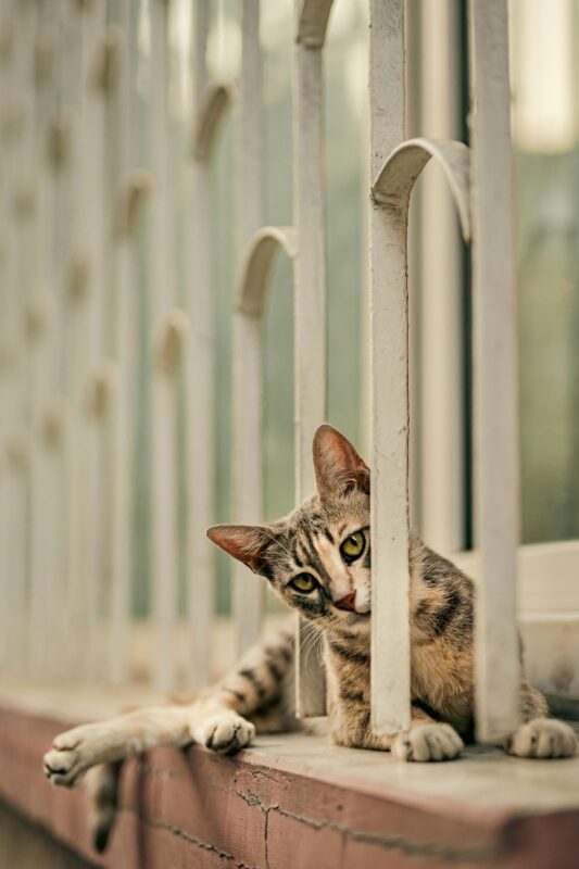 How to Prevent Your Cat from Going Upstairs