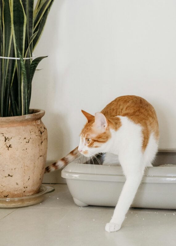 Out of Cat Litter? Try These Alternative Options