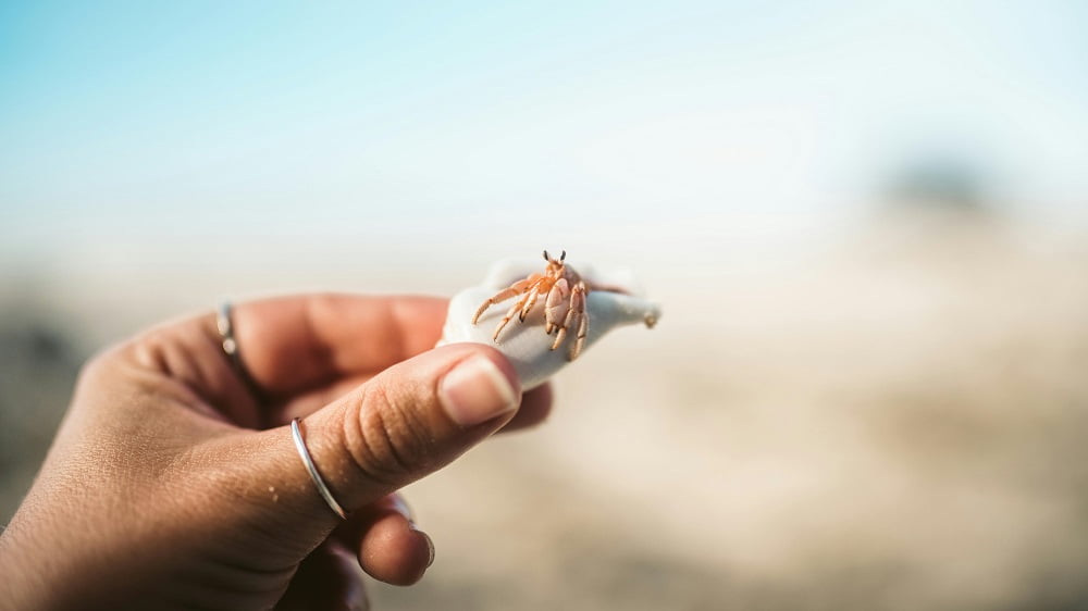 What are the Best Names for Hermit Crabs?