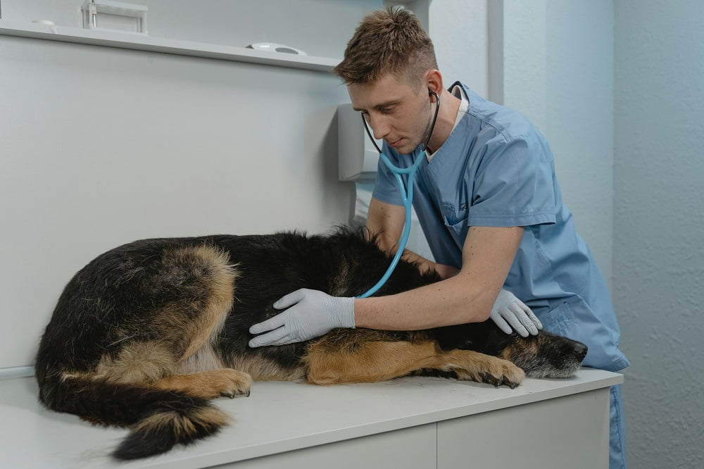 How to Choose the Perfect Thank You Gift for Your Veterinarian
