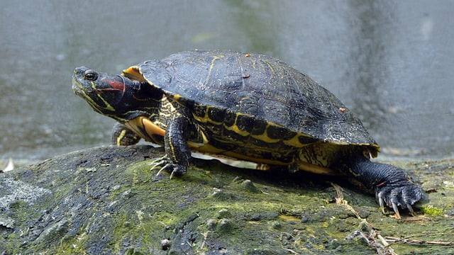 Where Can I Find Baby Red Eared Sliders for Sale?