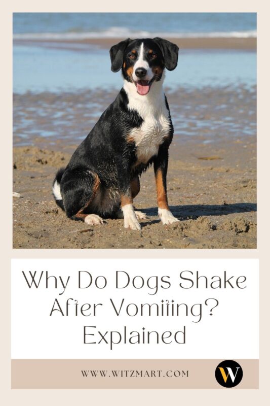 Why Do Dogs Shake After Vomiting? Explained