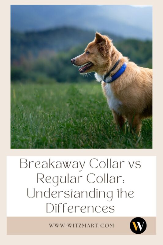 Breakaway Collar vs Regular Collar: Understanding the Differences