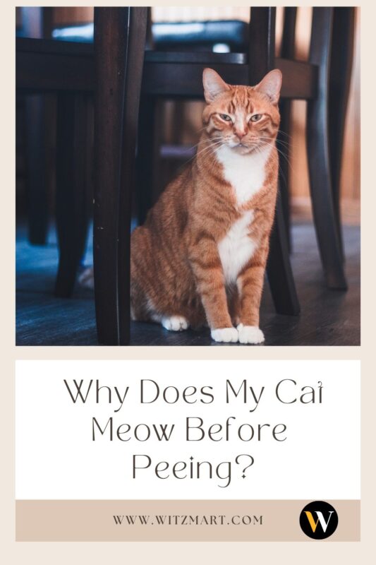 why does my cat meow before peeing