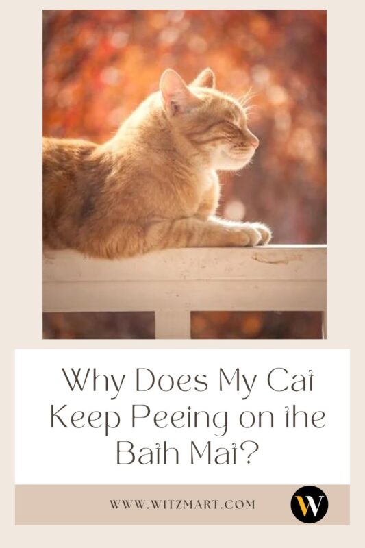 Why Does My Cat Keep Peeing on the Bath Mat?