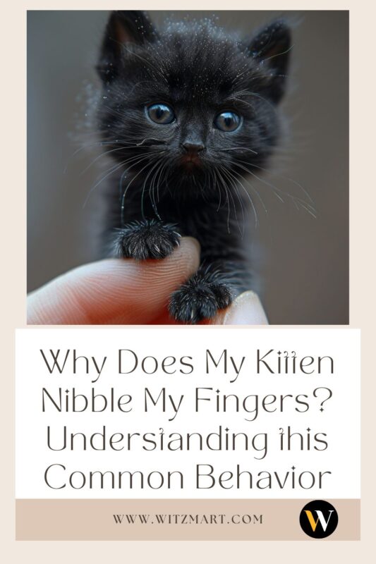 Why Does My Kitten Nibble My Fingers? Understanding this Common Behavior