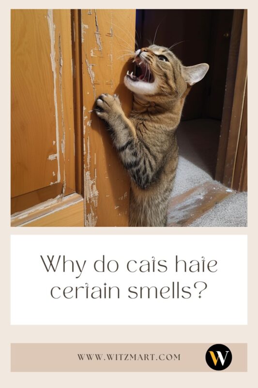 Why do cats hate certain smells?