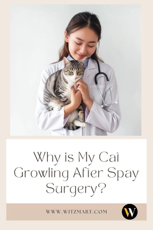 Why is My Cat Growling After Spay Surgery?