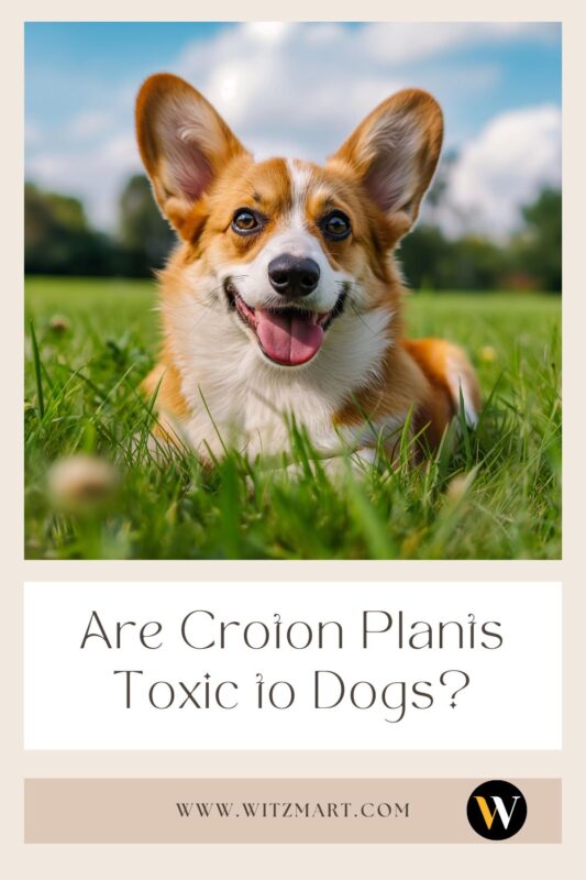 Are Croton Plants Toxic to Dogs?