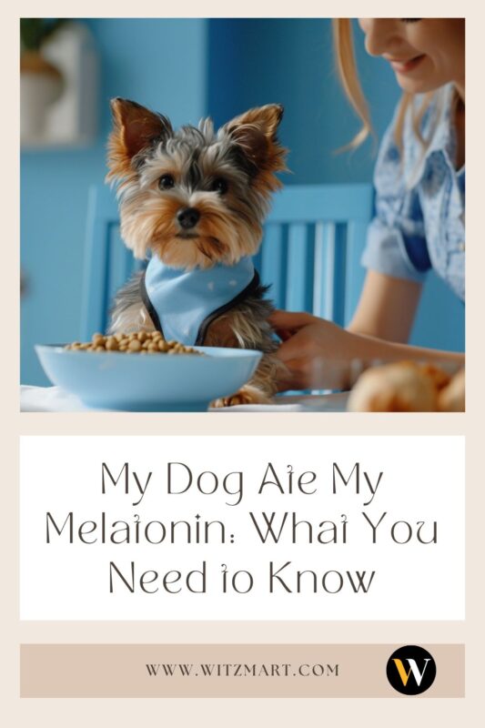 My Dog Ate My Melatonin: What You Need to Know