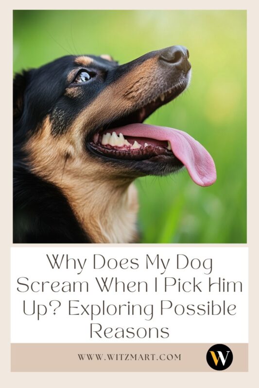 Why Does My Dog Scream When I Pick Him Up? Exploring Possible Reasons