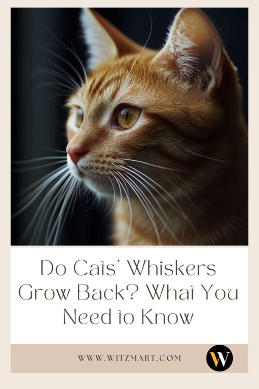 Do Cats' Whiskers Grow Back? What You Need to Know