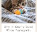 Why Do Kittens Growl When Playing with Toys?