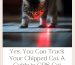 Yes, You Can Track Your Chipped Cat: A Guide to GPS Cat Tracking