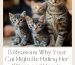 5 Reasons Why Your Cat Might Be Hiding Her Kittens and How to Locate Them