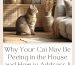 Why Your Cat May Be Peeing in the House and How to Address It: Tips for Dealing with a Surrendering Cat