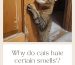 Why do cats hate certain smells?